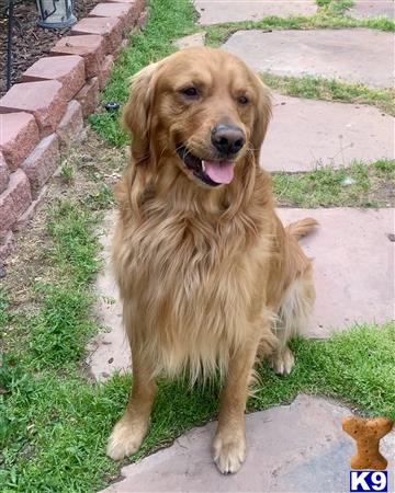 Marvel Goldens Picture 2